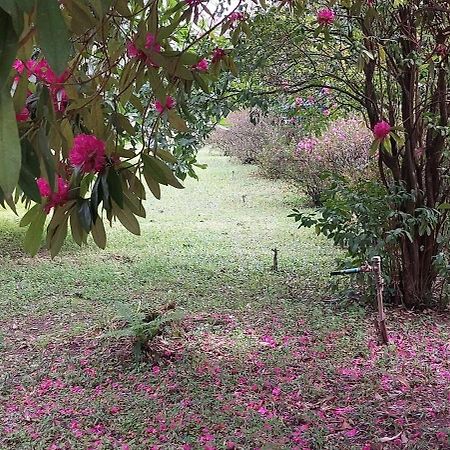مبيت وإفطار Alquerubim Quinta D'Avo Amelia المظهر الخارجي الصورة