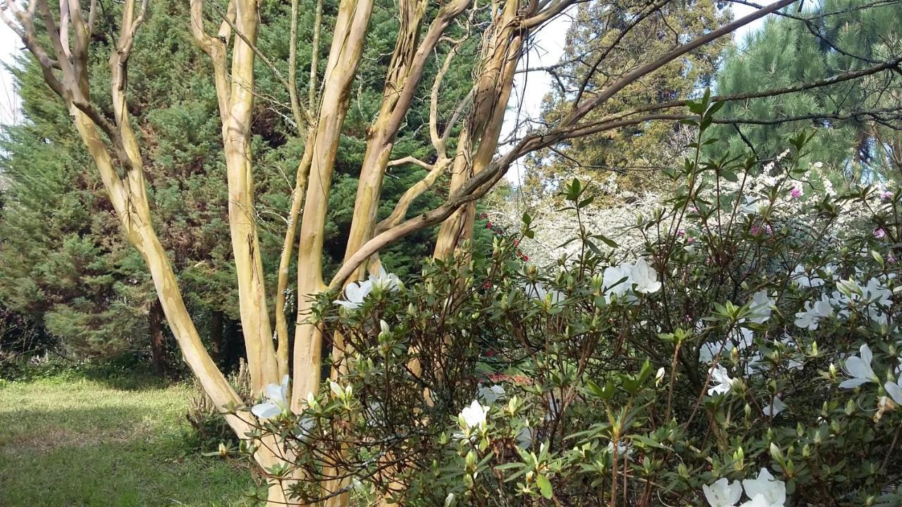 مبيت وإفطار Alquerubim Quinta D'Avo Amelia المظهر الخارجي الصورة