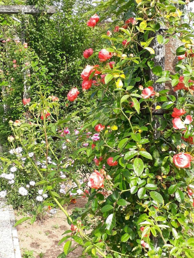 مبيت وإفطار Alquerubim Quinta D'Avo Amelia المظهر الخارجي الصورة