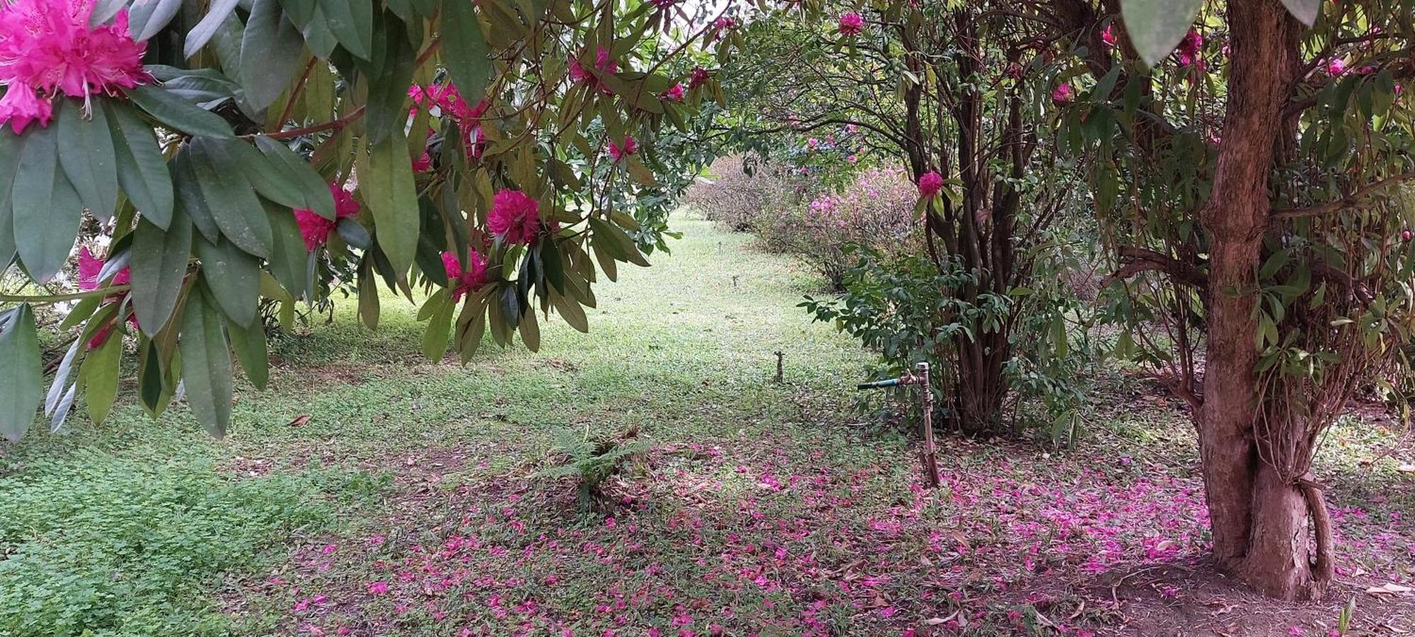 مبيت وإفطار Alquerubim Quinta D'Avo Amelia المظهر الخارجي الصورة